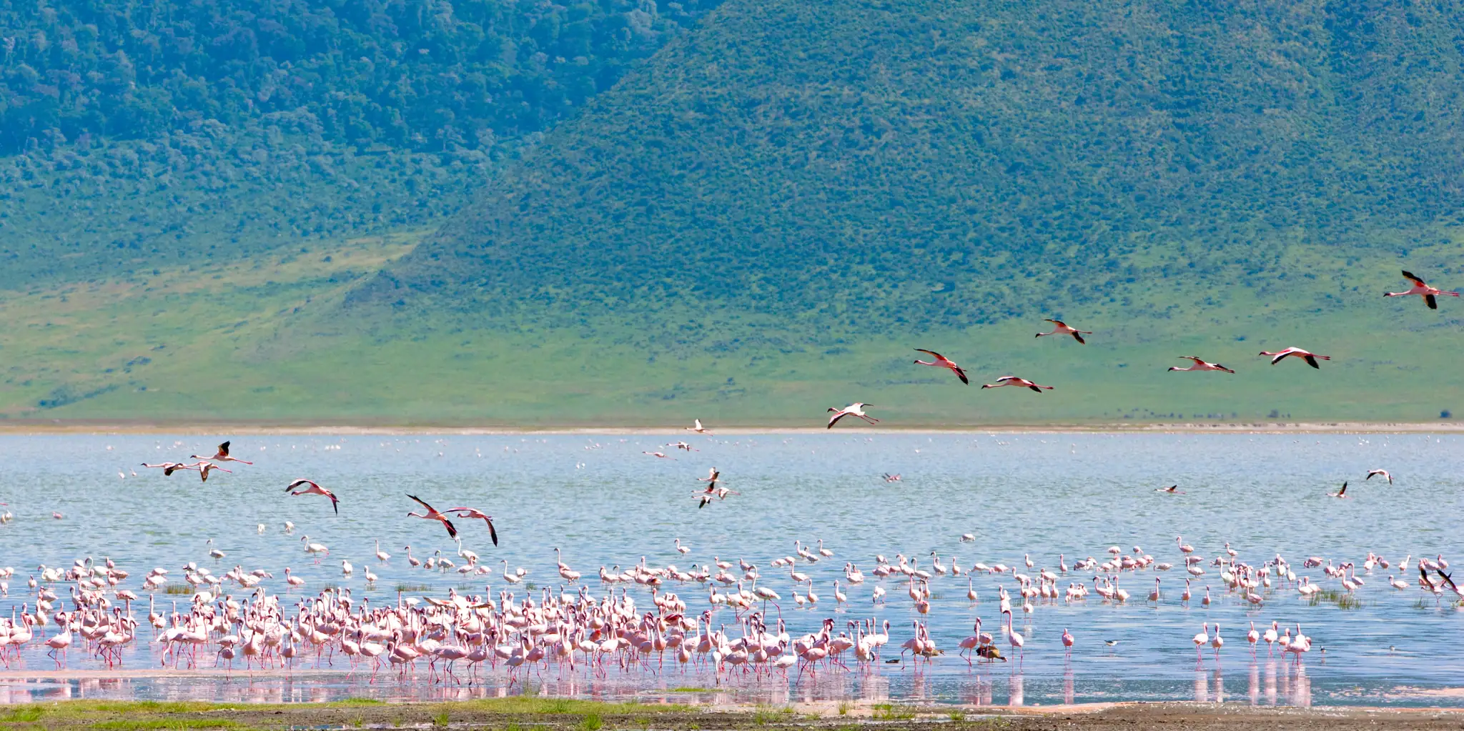 Flamingos wading and in flight over the lake in the Ngorongoro Crater