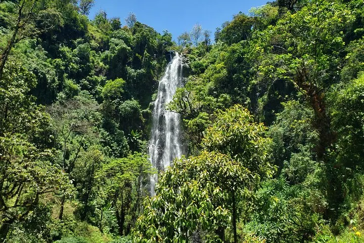 Materuni waterfall dropping in a tall white ribbon through dense green forest under a clear sky