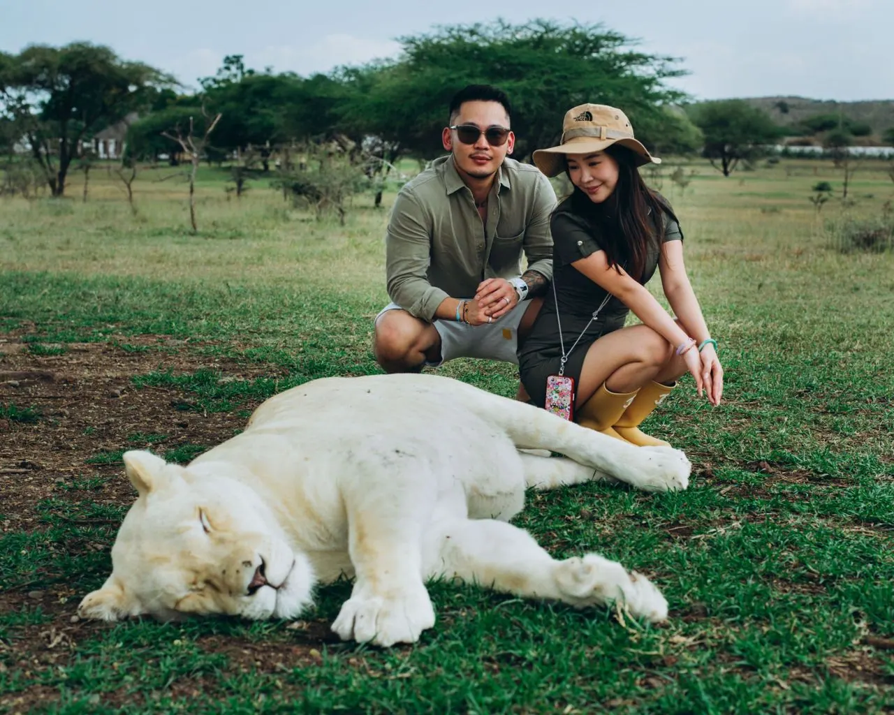 Two guests crouched on the grass beside a sleeping white lion at Serval Wildlife, acacia trees behind